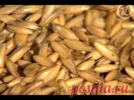 Чем полезны пророщенные зерна при атеросклерозе? Какие?