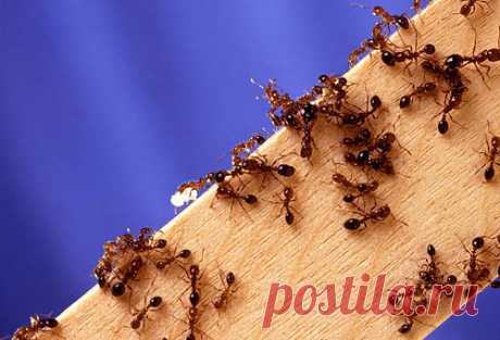 Как бороться с домашними муравьями народными способами