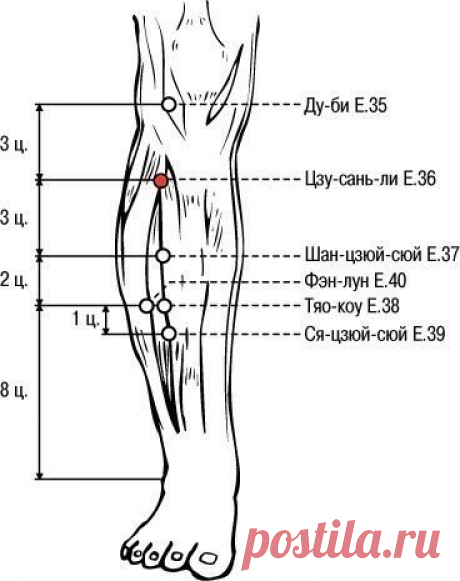 Точка долголетия - от ста болезней

Цзу-сань-ли - точка расположенная книзу от наружного края коленной чашечки. В Китае она известна под названием точки «долголетия», в Японии - точки от «ста болезней».

Любопытное предание существует о ней на Японских островах. Как-то микадо пожелал познакомиться с самыми пожилыми людьми страны Восходящего Солнца. К нему привели крестьянина по имени Мампэ. Ему было 193 года. Вместе со стариком пришла его 173-летняя жена, сын в возрасте 15...