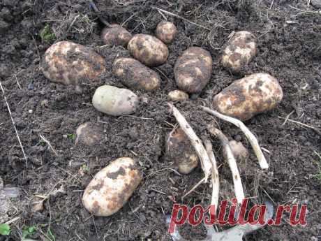 Выращиваем картофель под травой