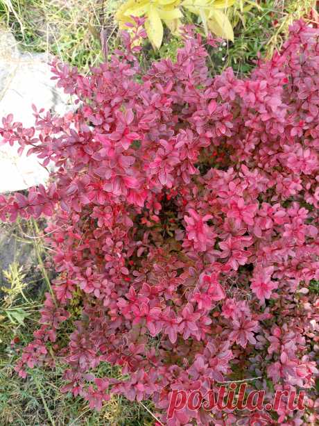 Барбарис Тунберга &quot;Восхищение&quot; (Berberis thunbergii &quot;Admiration&quot;) осенью