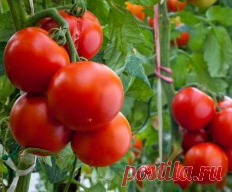 Отличные томаты без рассады