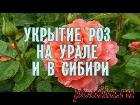Укрытие роз на Урале и в Сибири