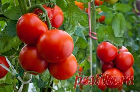 Томаты: полив и подкормка томатов