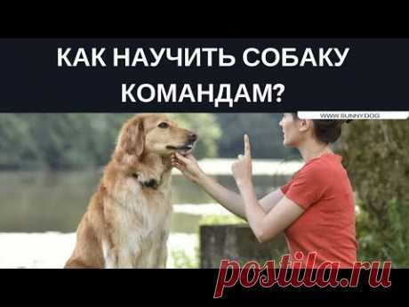 Как научить собаку командам?