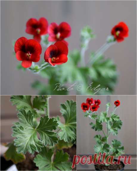 Species hybrids | Pelargonium – Edgar's site