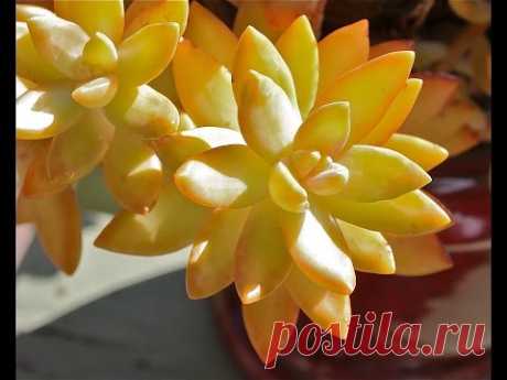 Ten Terrific Colorful Succulents