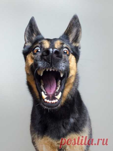Неподражаемые собачьи эмоции.
Фото: Эльке Фогельзанг