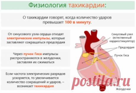 Сильно бьётся сердце. Что делать? – Зожник