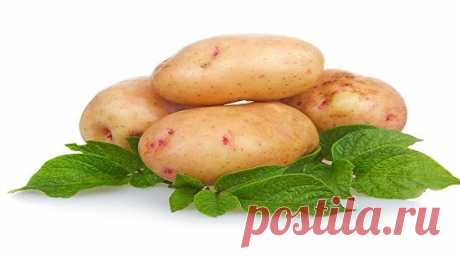 Можно ли изменить вкус картофеля — 6 соток