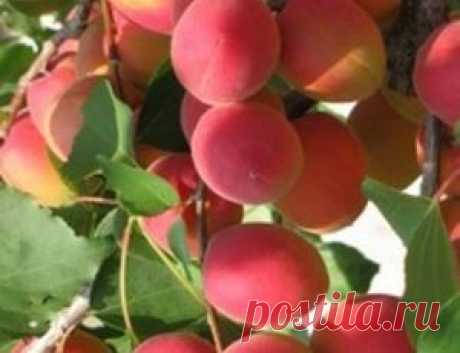 Сорта абрикосов для Урала описание с фото