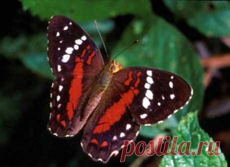 Красивые бабочки с разных уголков мира (40 фото) - Фото животных - насекомые, бабочки