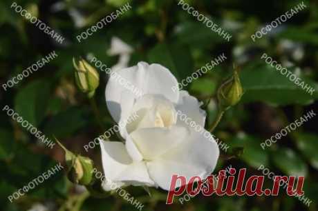 Цветок белой розы крупным планом  Цветок и бутоны белой розы крупным планом на фоне зеленых листьев летом в саду в солнечный день.