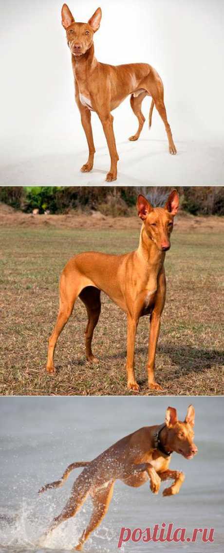 Фараонова собака - описание породы, фото, видео, статьи