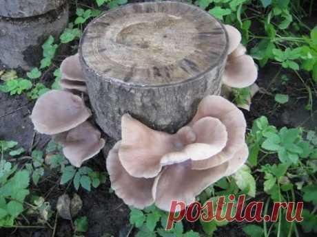 Выращивание грибов в домашних условиях на пнях. Вешенка