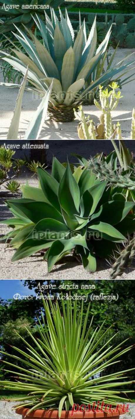 Агава Agave - Комнатные растения и цветы