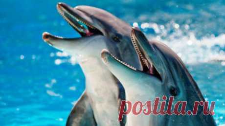 (+1) тема - Интересные факты о дельфинах | Полезные советы