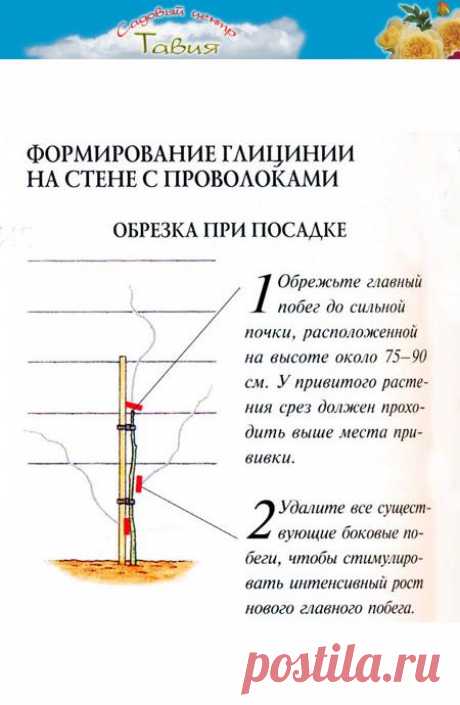 Особенности выращивания и обрезки глициний ~ Глициния ~ Информация ~ Садовый центр ТАВИЯ -