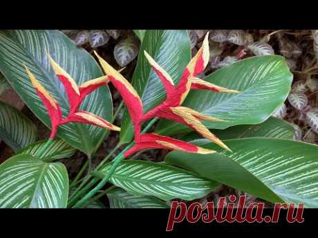 ABC TV | How To Make Easy Heliconia Flower With Crepe Paper - Craft Tutorial
