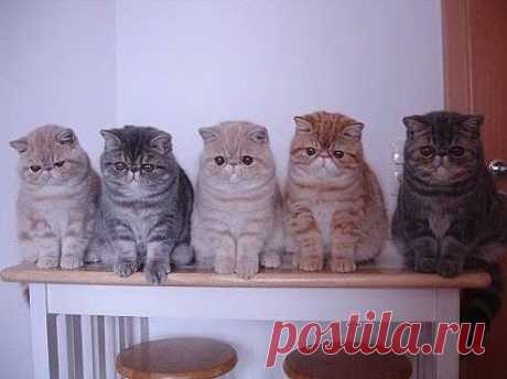 просто животные – #о кошачьих – Сообщество – Google+