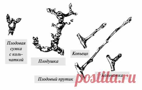 Грамотная обрезка яблонь и груш