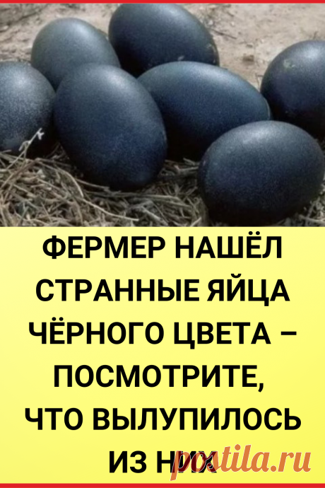 Фермер нашел странные яйца черного цвета – посмотрите, что вылупилось из них