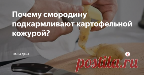 Почему смородину подкармливают картофельной кожурой?  На многих специализированных форумах, где между собой общаются любители-огородники, часто встречала такой совет: что, мол, смородину следует подкармливать картофельными очистками. Оказывается, после использования картофельных отходов ягоды смородины становятся крупнее и слаще – это явление приметили еще наши бабушки, и  бывалые дачники активно пользуются этим секретом.