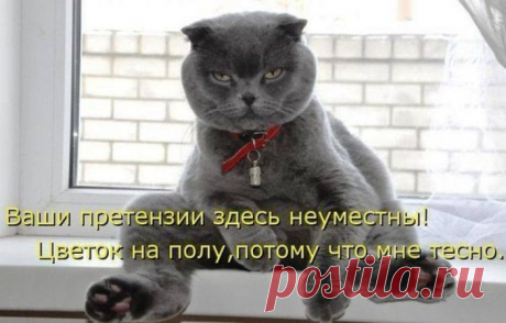 Прикольные котики