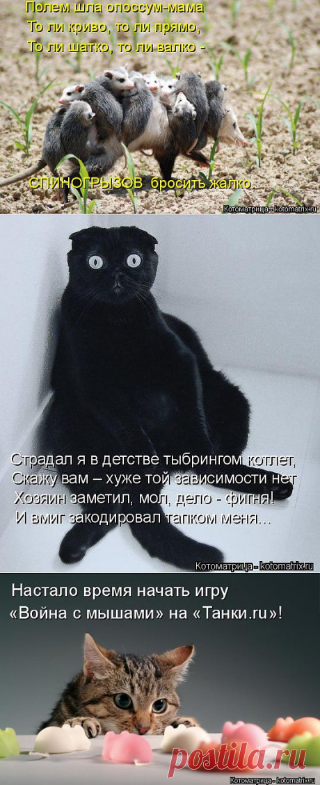 Свежая котоматрица. Коты бывают разными.