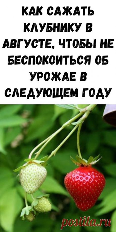 Как сажать клубнику в августе, чтобы не беспокоиться об урожае в следующем году. Огород и дача своими руками - Журнал для женщин