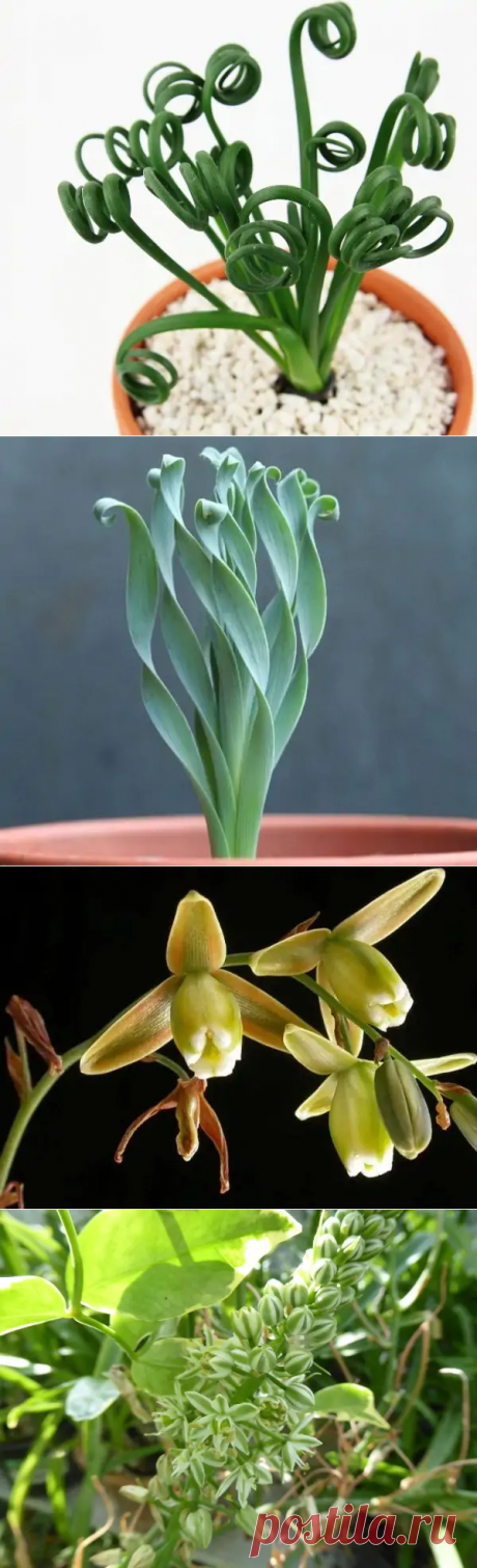 Альбука спиральная (albuca spiralis): уход в домашних условиях