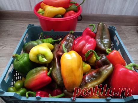 Урожайный сладкий перец для выращивания в теплице и открытом грунте. 11 проверенных сортов и гибридов | Провинциальные хроники | Дзен