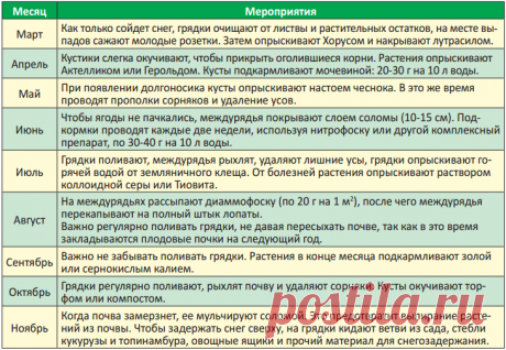 Сад и огород | Записи в рубрике Сад и огород | Дневник anngol