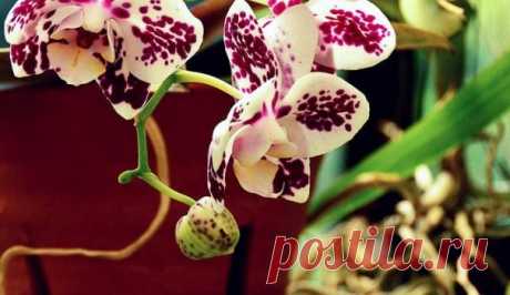 Куда лучше всего сажать орхидеи — Сад на подоконнике