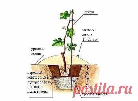 Как пересадить взрослый куст винограда