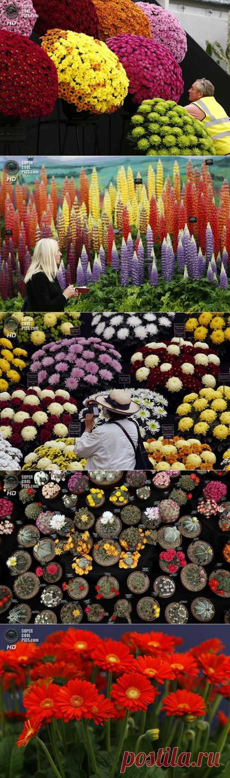 Выставка цветов и ландшафтного дизайна Flower Show 2014