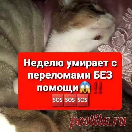 Photo by инна денисюк on October 06, 2021. May be an image of one or more people, cat and text.