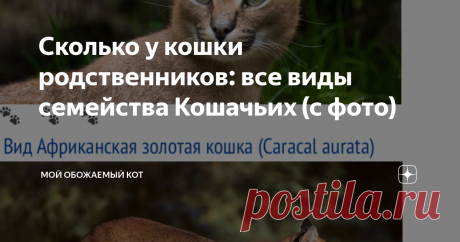 Сколько у кошки родственников: все виды семейства Кошачьих (с фото) *Статья для любопытных настолько, насколько любопытны сами кошки!