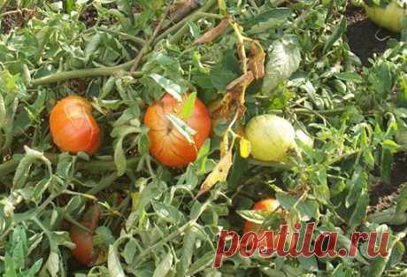 Белокрылка на помидорах: способы борьбы с паразитом, профилактические мероприятия
