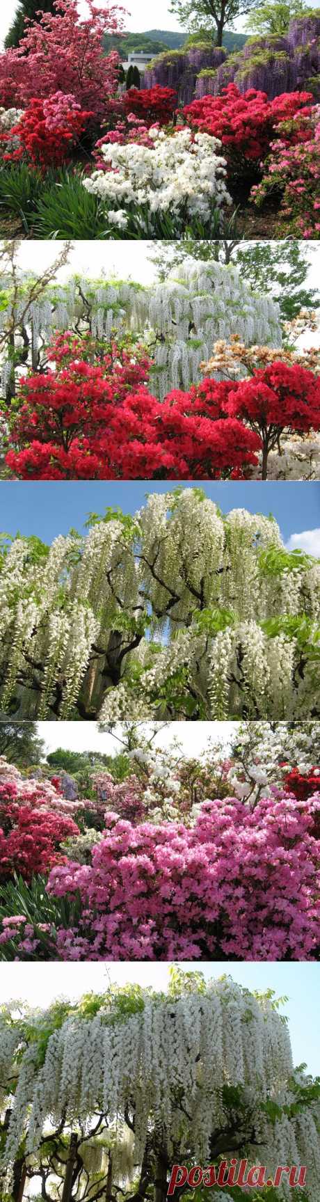 Парк Ashikaga Flower - чудо Японии.