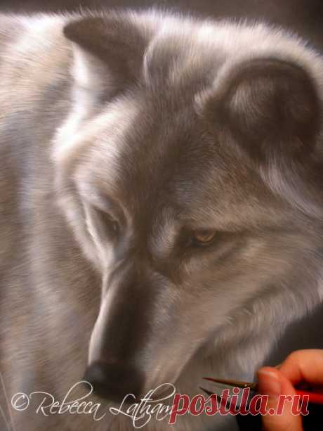 Тонкости Белого Волка | Картины дикой природы и природы Ребекки Лэтэм