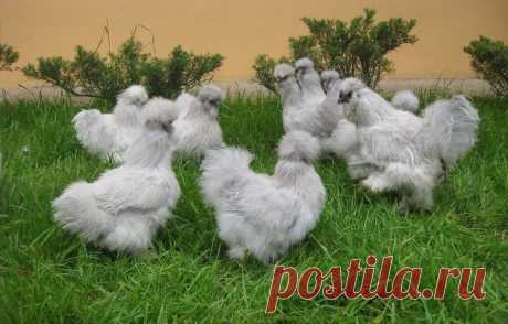 Китайская шелковая курица: какое мясо и яйца, лохматый и пушистый мир кур из Китая