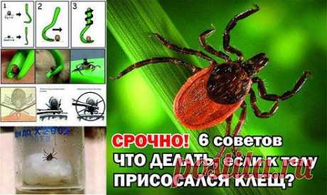 Садоводческий клуб &quot;УДАЧИ НА ДАЧЕ! – Людмила Зотова (Галяминских) добавила фотографию в альбом Полезные советы