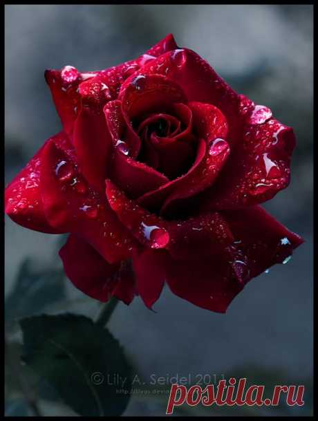 First Rose by Lilyas on deviantART / Природа / Королева цветов. / Pinme.ru