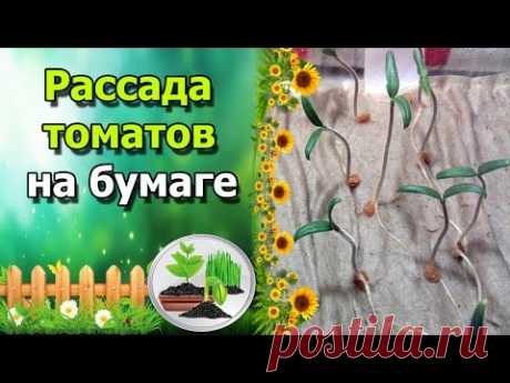 🍅РАССАДА ТОМАТОВ НА БУМАГЕ С КИПЯТКОМ. Результат на 8 день.