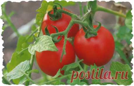 Как защитить томаты от фитофторы без химикатов | Сад и огород | Яндекс Дзен