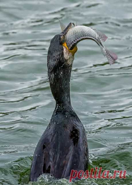 Daddy's Catch
Now its daddy Cormorant's turn to have dinner.