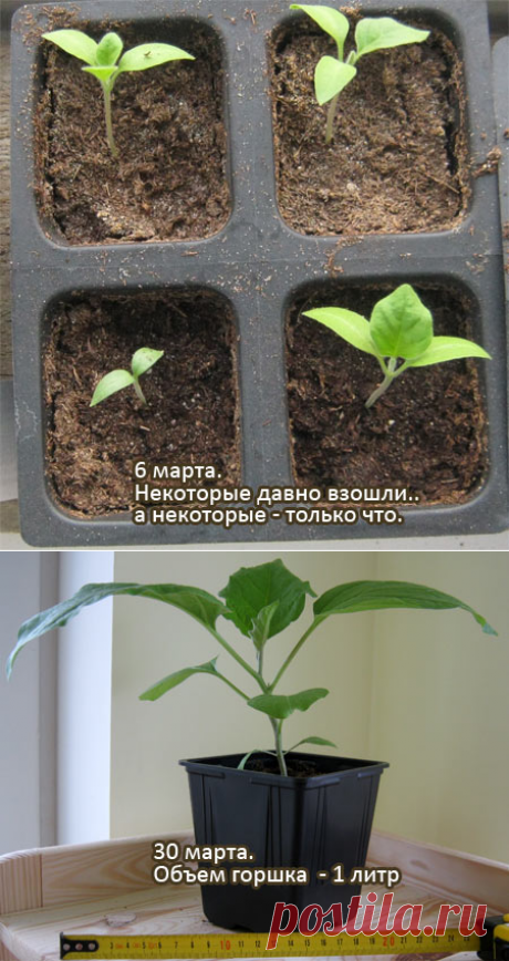 Выращиваем баклажаны - от рассады до урожая | Выращивание томатов на дачном участке