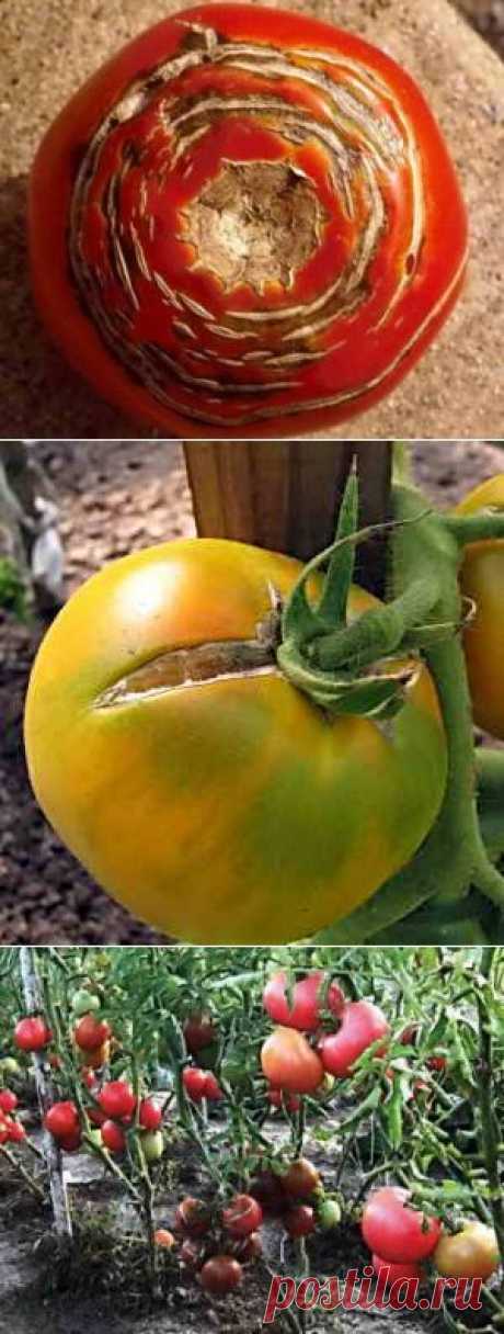 Причины образования трещин на томатах, как избежать растрескивания | Дача - впрок