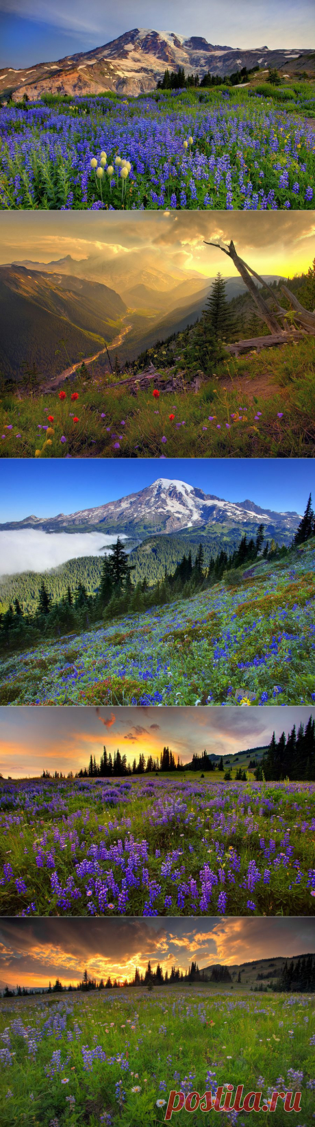 Национальный парк Олимпик (Olympic National Park), США | Newpix.ru - позитивный интернет-журнал